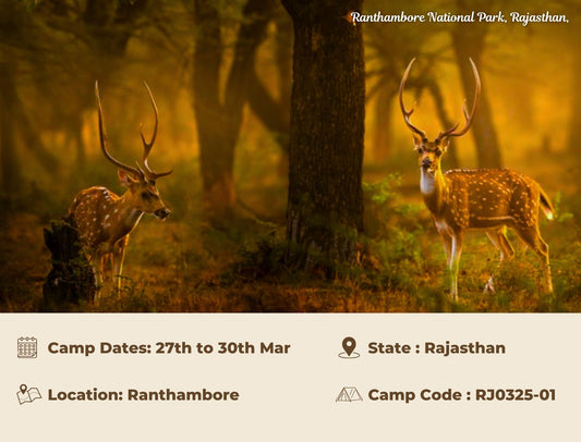 Ranthambore National Park, Rajasthan